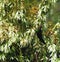 Africa- Female Southern Collared Sunbird on White Flowers