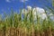 Africa, a field of sugar cane in Mauritius