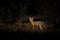 Africa fox at night. Cape fox, face portrait in Kgalagadi, Botswana. wild dog from Africa. Rare wild animal, evening light in