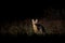 Africa fox at night. Cape fox, face portrait in Kgalagadi, Botswana. wild dog from Africa. Rare wild animal, evening light in