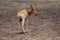 Africa gazelle standing in desert