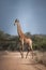 Africa giraffe crossing a dirt road