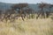 Africa- A Greater Kudu Almost Invisable in Tall Grass