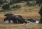 Africa- A Group of Wild Cape Buffalo Drinking and Bathing