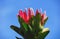 Africa- Harold Porter Park- A Beautiful Queen Protea Against A Clear Blue Sky