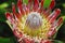 Africa- Harold Porter Park- A Beautiful Red Queen Protea in Bloom Near Cape Town