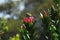 Africa- Harold Porter Park- A Cute Cape Silver-Eye on a Queen Protea