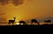 Africa-Impala silhouettes