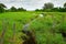 Africa landscape in green season. Khwai river with grass and trees, Moremi, Okanvango delta, Botswana, Africa. Dark water in green