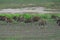 Africa- A Large Herd of Wild Eland Antelope in Dried Wetlands of South Africa