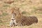 Africa Leopard looking alert in South Luangwa, Zambia