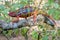 Africa: Madagascar panther chameleon Furcifer pardalis, stealthily blending in