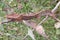 Africa: Madagascar Short-horned chameleon Calumma brevicorne, from above