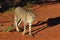 Africa. Namibia. Cheetah