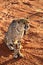 Africa. Namibia. Cheetah