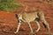 Africa. Namibia. Cheetah