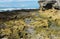 Africa- Panorama of Tide Polls and Rugged Coastline in the De Hoop Nature Reserve of South Africa