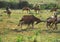 Africa- Red Hartebeest Antelope Attacking Others