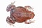 Africa red toad on white