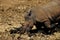 Africa- A Rhinoceros Kneeling to Dig a Hole With Its Horn