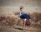 Africa Royal crane