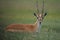 Africa Serengeti Impale close-up