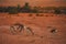 Africa- Spring Bock Feeding in a Red Desert in South Africa