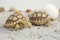 Africa spurred tortoise being born,Tortoise Hatching from Egg