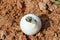 Africa spurred tortoise being born,Tortoise Hatching from Egg