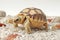 Africa spurred tortoise are born naturally,Tortoise Hatching from Egg,Cute portrait of baby tortoise hatching ,Birth of new life,B
