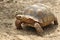 Africa spurred tortoise sunbathe on ground with his protective shell