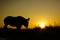 Africa Sunrise and sunset with a rhino