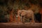 Africa sunset. Elephant and big trees. Elephant at Mana Pools NP, Zimbabwe in Africa. Big animal in the old forest. Evening light