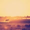 Africa Sunset Impala Walking