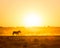 Africa Sunset Landscape