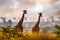 Africa sunset nature. Big herd with blue sky with clouds. Giraffe and morning sunrise. Green vegetation with animal portrait.