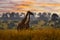 Africa sunset nature. Big herd with blue sky with clouds. Giraffe and morning sunrise. Green vegetation with animal portrait.