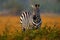 Africa sunset. Plains zebra, Equus quagga, in the grassy nature habitat with evening light in Lake Mburo NP in Uganda. Sunset in