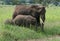 Africa Tanzania elephants family