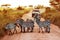 Africa, Tanzania, Serengeti - February 2016: Zebras on the road in Serengeti national park in front of the jeep with tourist