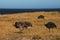 Africa- Three Ostriches Walking by the Sea