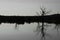Africa- A Twilight View of Dead Trees Reflected in a Lake
