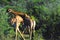 Africa- Two Giraffe Fighting for Mating Privileges