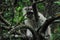 Africa- Vervet Monkey Hidden in a Tree