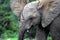 Africa- Very Close Up of a Wild Baby Elephant With Ears Flared Out