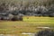 Africa- View of the Langbaan Lagoon Wetlands in South Africa