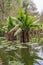 Africa: water banana Typhonodorum lindleyanum, reflection in a pond in Madagascar