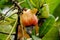 Africa West coast Guinea Boke cashew nuts on the tree