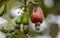 Africa West coast Guinea Boke cashew nuts on the tree