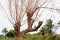 Africa West coast Guinea Boke province Kamsar leave less tree
